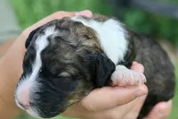 Happy , a female Bernedoodle for sale in Knob Noster, MO – 2 of 4