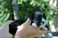 Holly, a female Poodle - Standard  and Miniature Bernedoodle for sale in Knob Noster, MO – 2 of 3