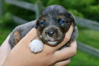Mr., a male Miniature Aussiedoodle for sale in Knob Noster, MO – 4 of 4