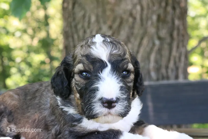 Happy  – Bernedoodle puppy for sale in Knob Noster, MO