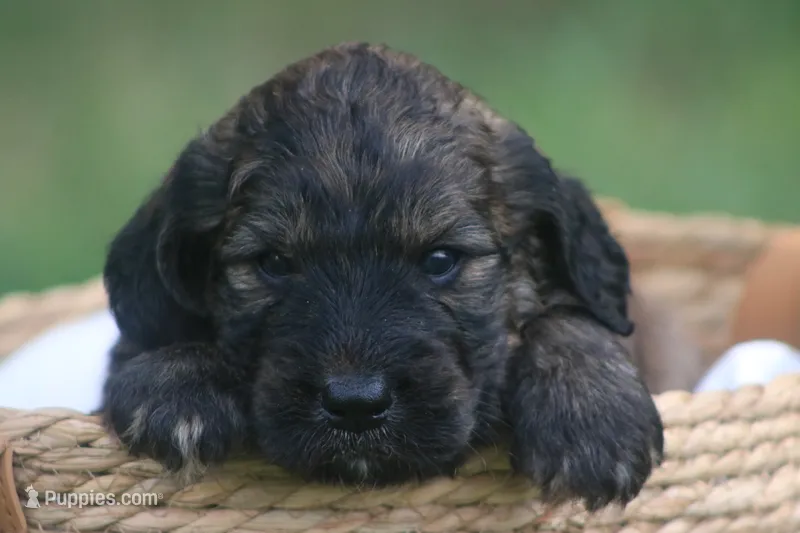 Kole  – Goldendoodle puppy for sale in Knob Noster, MO