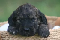 Kole , a male Goldendoodle for sale in Knob Noster, MO – 1 of 3