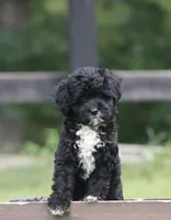 Marley , a female Miniature Aussiedoodle for sale in Knob Noster, MO – 4 of 5