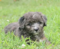 Markie , a male Aussiedoodle for sale in Knob Noster, MO – 2 of 5