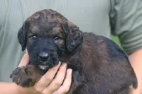 Kenzo , a male Goldendoodle for sale in Knob Noster, MO – 3 of 3