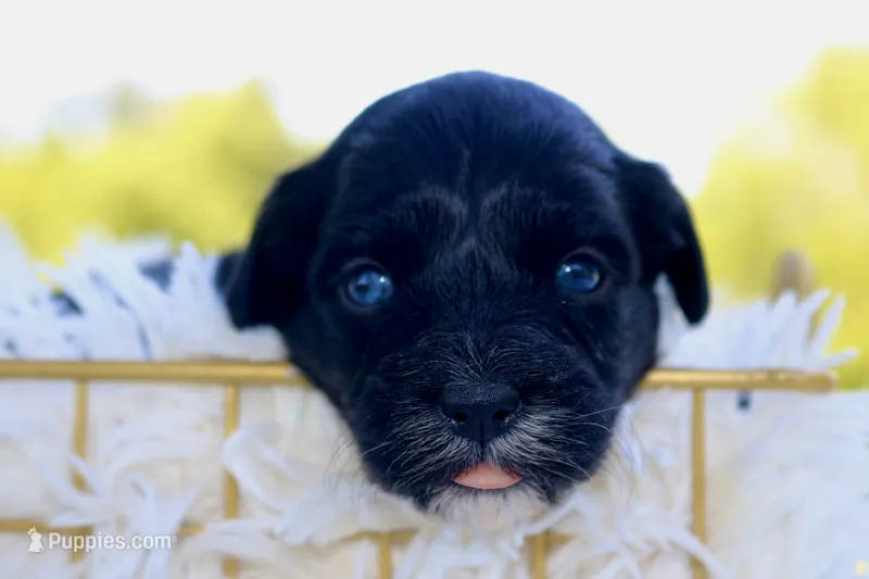 Marley  – Miniature Aussiedoodle puppy for sale in Knob Noster, MO