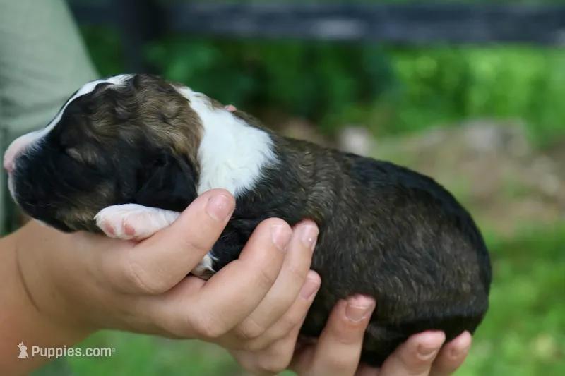 Happy  – Bernedoodle puppy for sale in Knob Noster, MO