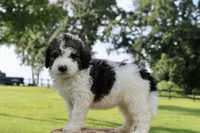 Hope , a female Bernedoodle for sale in Knob Noster, MO – 4 of 6