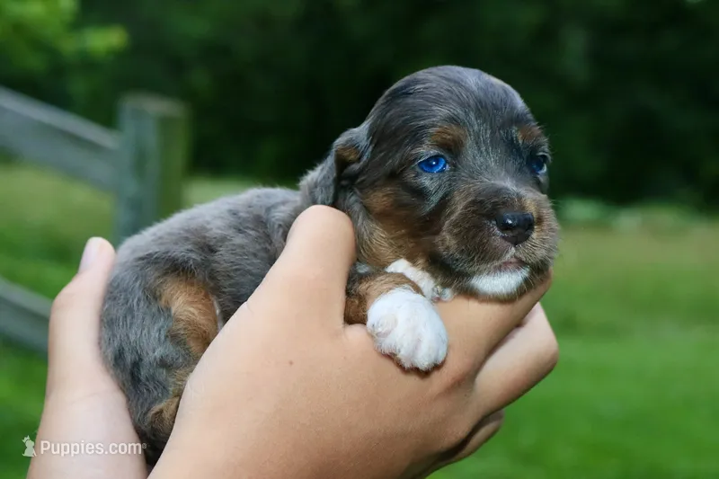 Mr. – Miniature Aussiedoodle puppy for sale in Knob Noster, MO