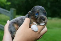 Mr., a male Miniature Aussiedoodle for sale in Knob Noster, MO – 1 of 4