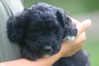 Kara , a female Goldendoodle for sale in Knob Noster, MO – 2 of 3