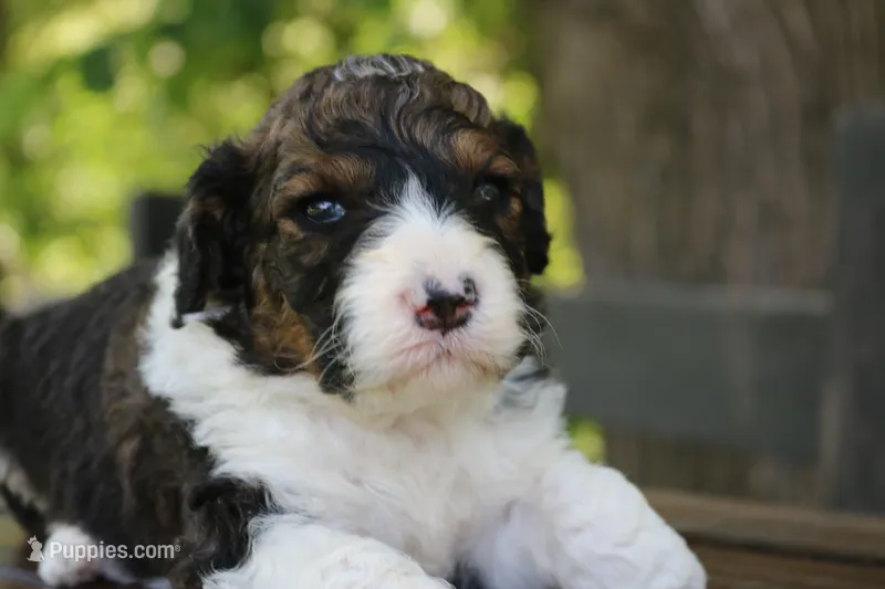 Hudson  – Poodle - Standard , Miniature Bernedoodle puppy for sale in Knob Noster, MO