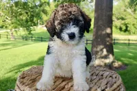 Hiccup , a male Bernedoodle for sale in Knob Noster, MO – 4 of 4