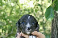 Markie , a male Aussiedoodle for sale in Knob Noster, MO – 3 of 5