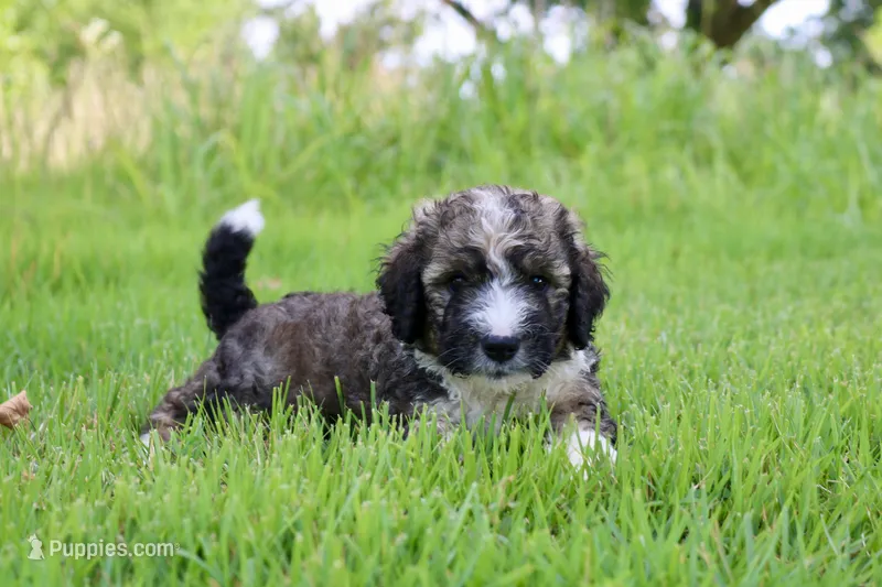 Happy  – Bernedoodle puppy for sale in Knob Noster, MO