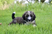 Happy , a female Bernedoodle for sale in Knob Noster, MO – 1 of 3