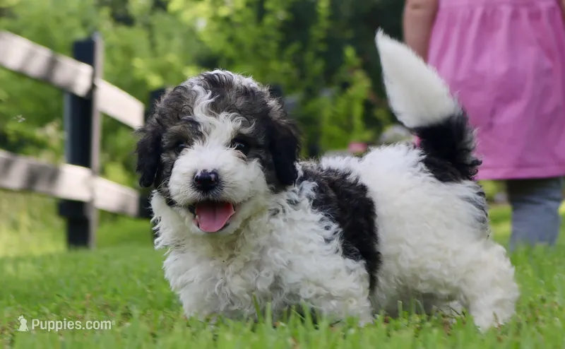Hope  – Bernedoodle puppy for sale in Knob Noster, MO