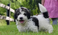 Hope , a female Bernedoodle for sale in Knob Noster, MO – 1 of 6