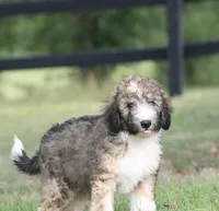 Happy , a female Miniature Bernedoodle for sale in Knob Noster, MO – 2 of 3