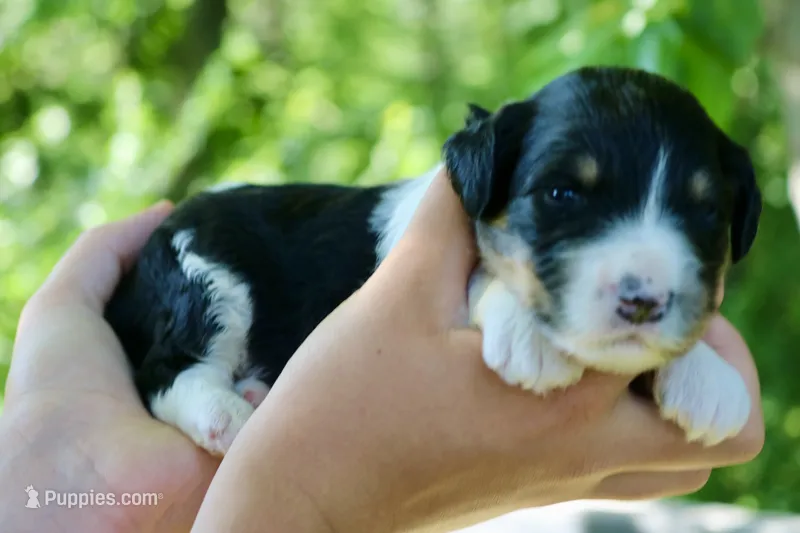 Hudson  – Poodle - Standard , Miniature Bernedoodle puppy for sale in Knob Noster, MO