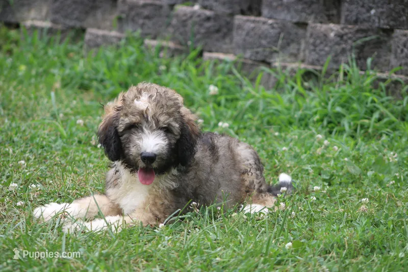 Happy  – Miniature Bernedoodle puppy for sale in Knob Noster, MO