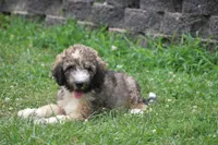 Happy , a female Miniature Bernedoodle for sale in Knob Noster, MO – 1 of 3