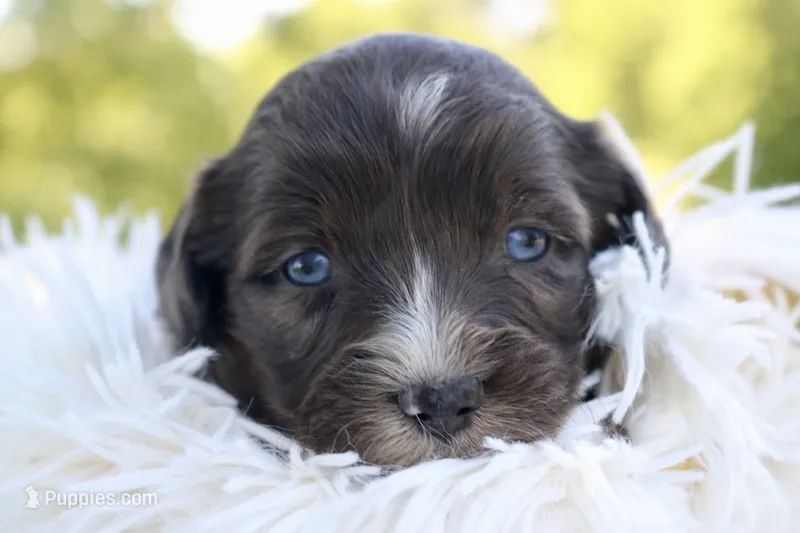 Markie  – Aussiedoodle puppy for sale in Knob Noster, MO