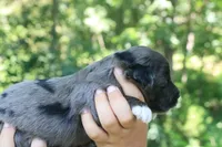 Mighty, a male Miniature Aussiedoodle for sale in Knob Noster, MO – 3 of 4
