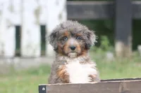 Mr., a male Aussiedoodle for sale in Knob Noster, MO – 4 of 4