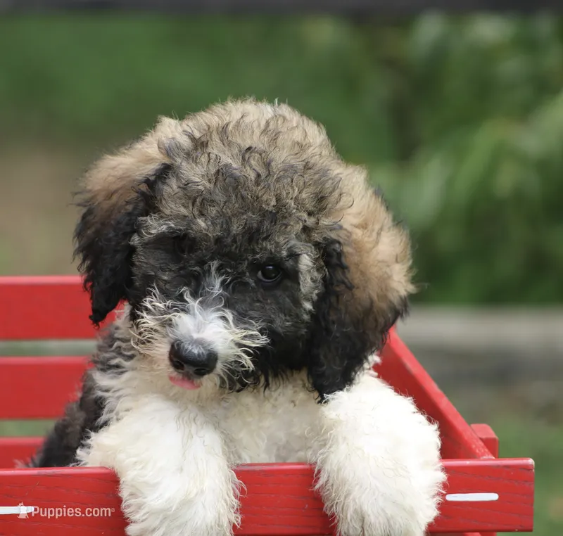 Hiccup  – Bernedoodle puppy for sale in Knob Noster, MO