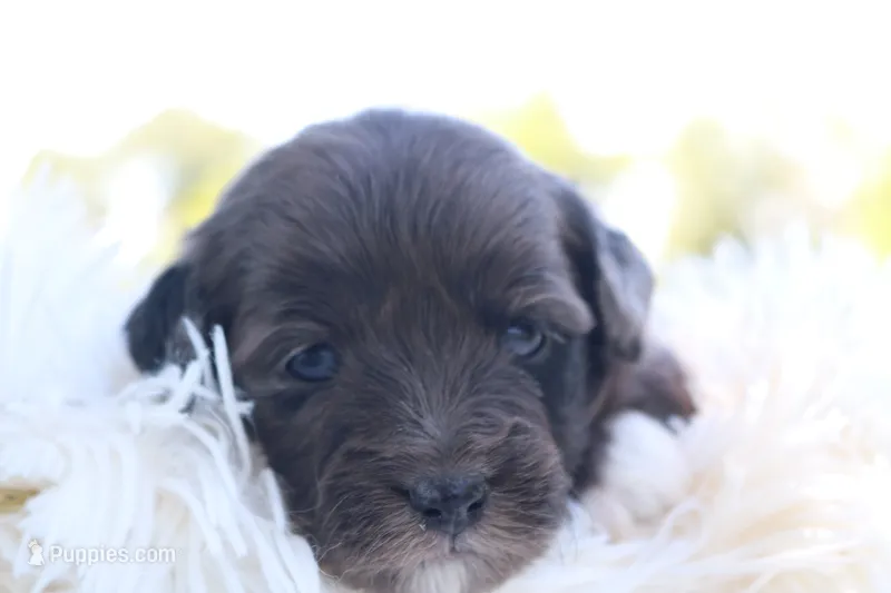 Mighty – Miniature Aussiedoodle puppy for sale in Knob Noster, MO