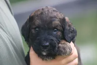 Kenzo , a male Goldendoodle for sale in Knob Noster, MO – 2 of 3