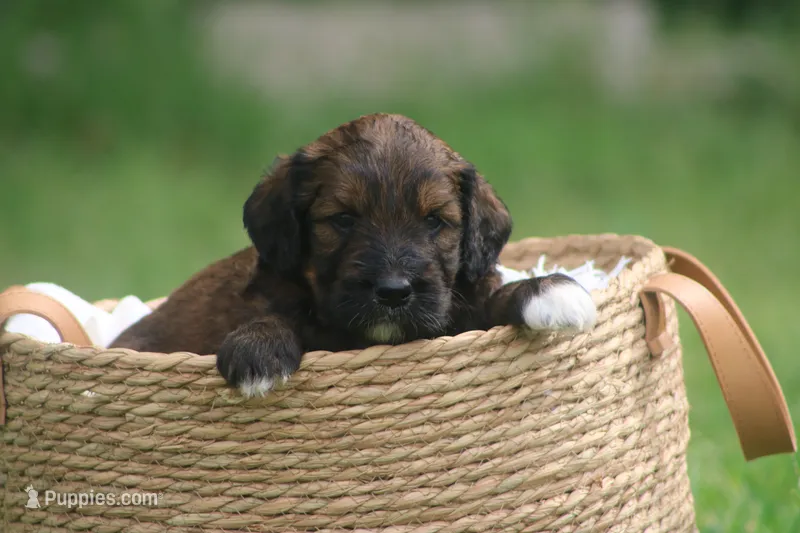 Kathy  – Goldendoodle puppy for sale in Knob Noster, MO