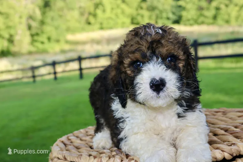 Hudson  – Poodle - Standard , Miniature Bernedoodle puppy for sale in Knob Noster, MO