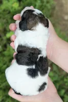Harvey, a male Bernedoodle for sale in Knob Noster, MO – 2 of 3