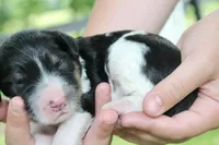 Hendrix, a male Bernedoodle for sale in Knob Noster, MO – 2 of 4
