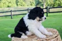 Hendrix, a male Bernedoodle for sale in Knob Noster, MO – 4 of 5