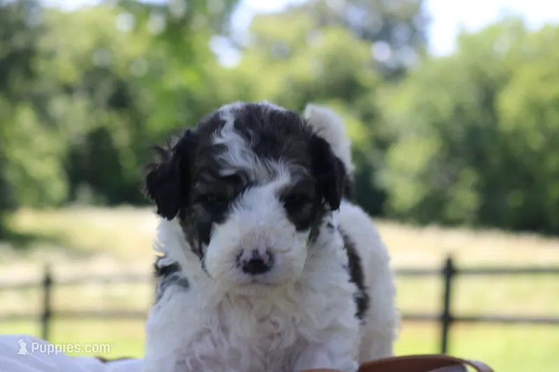 Hope  – Bernedoodle puppy for sale in Knob Noster, MO