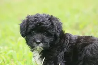 Marley , a female Miniature Aussiedoodle for sale in Knob Noster, MO – 3 of 5