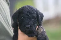 Karl , a male Goldendoodle for sale in Knob Noster, MO – 2 of 3