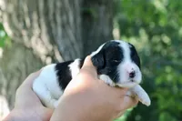 Heidi , a female Poodle - Standard  and Miniature Bernedoodle for sale in Knob Noster, MO – 3 of 3