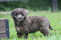 Markie , a male Aussiedoodle for sale in Knob Noster, MO – 5 of 5