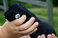 Marley , a female Miniature Aussiedoodle for sale in Knob Noster, MO – 4 of 4