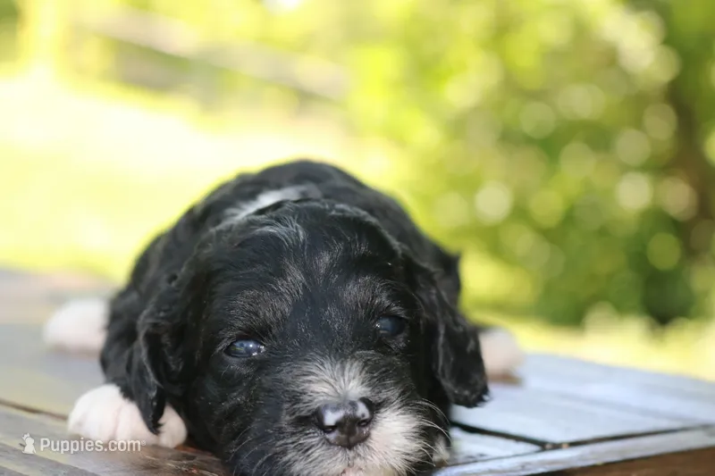 Hopscotch  – Bernedoodle puppy for sale in Knob Noster, MO