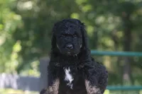 Karl , a male Goldendoodle for sale in Knob Noster, MO – 2 of 4