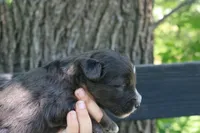 Markie , a male Aussiedoodle for sale in Knob Noster, MO – 5 of 5