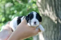 Heidi , a female Poodle - Standard  and Miniature Bernedoodle for sale in Knob Noster, MO – 2 of 3