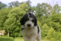 Hope , a female Bernedoodle for sale in Knob Noster, MO – 5 of 6