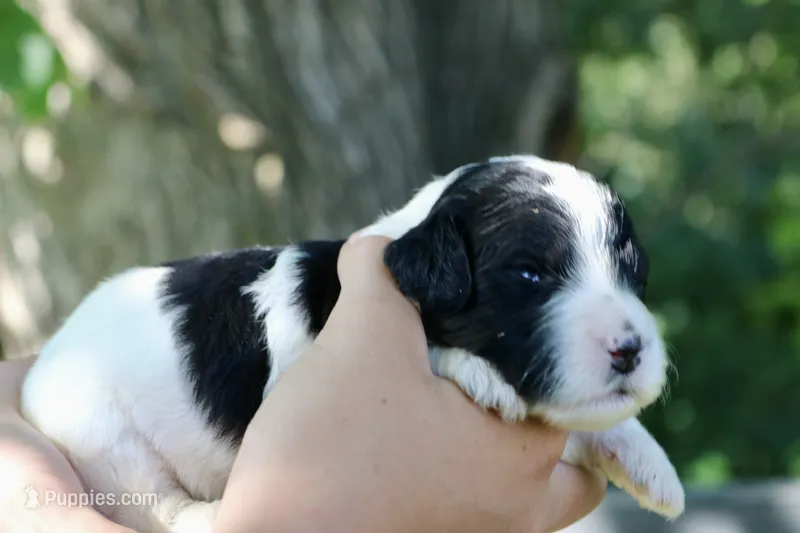 Heidi  – Poodle - Standard , Miniature Bernedoodle puppy for sale in Knob Noster, MO