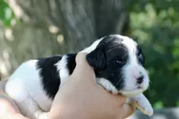 Heidi , a female Poodle - Standard  and Miniature Bernedoodle for sale in Knob Noster, MO – 1 of 3